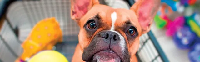 Faça seu pet feliz com os melhores produtos da Cobasi