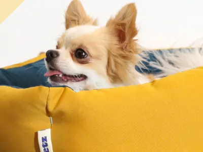 buy alt Tudo para seu Pet! em Petz